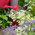 Hecken- und Gehölzschnitt im Sommer: Was ist erlaubt, was nicht?