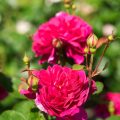 Herbstlicher Rosenschnitt: Traditionelle und moderne Ansätze im deutschen Gartenbau