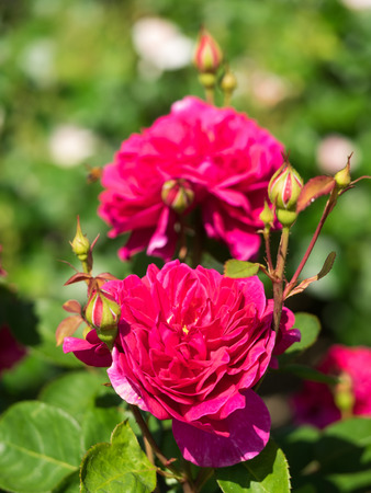 Herbstlicher Rosenschnitt: Traditionelle und moderne Ansätze im deutschen Gartenbau