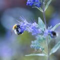 Von heimischen Wildpflanzen zu bienenfreundlichen Stauden: Pflanzenauswahl und Empfehlungen