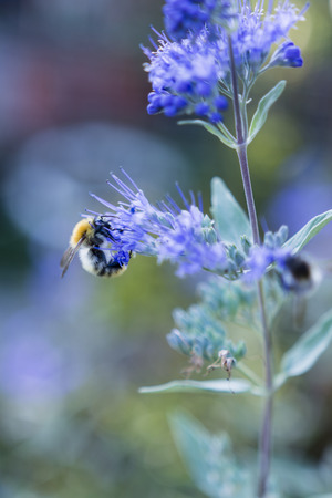 Von heimischen Wildpflanzen zu bienenfreundlichen Stauden: Pflanzenauswahl und Empfehlungen