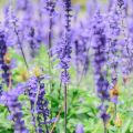 Wie man eine Wildblumenwiese im Privatgarten erfolgreich anlegt
