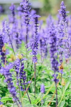 Wie man eine Wildblumenwiese im Privatgarten erfolgreich anlegt