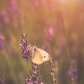Erntezeit – Gemüse und Kräuter im Sommer richtig pflegen und ernten