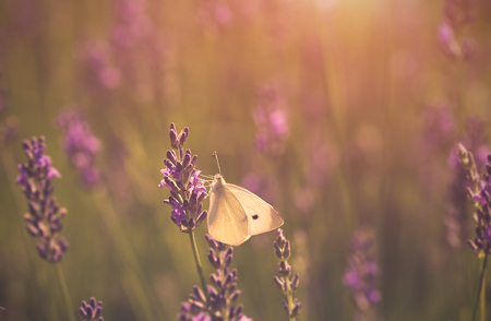Erntezeit – Gemüse und Kräuter im Sommer richtig pflegen und ernten
