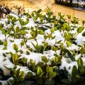 Umfassender Leitfaden zum Winterschutz für Gartenpflanzen in Deutschland