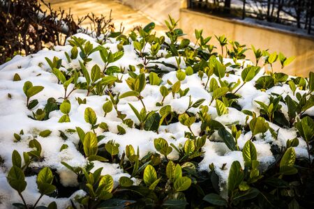 Umfassender Leitfaden zum Winterschutz für Gartenpflanzen in Deutschland