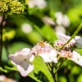 Auswirkungen exotischer Pflanzen auf das lokale Ökosystem und Bienenfreundlichkeit