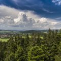 Wildkräuter als Beitrag zur ökologischen Vielfalt im eigenen Garten