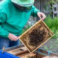 Schritt-für-Schritt-Anleitung: Ein Bienenhotel mit Kindern selbst bauen