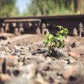 Herbstlicher Rückschnitt: Wann, wie und warum ist der optimale Zeitpunkt für verschiedene Pflanzenarten?