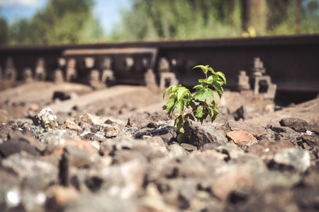 Herbstlicher Rückschnitt: Wann, wie und warum ist der optimale Zeitpunkt für verschiedene Pflanzenarten?