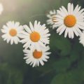Sommerblumen für sonnige und schattige Balkone: Auswahl, Pflege und Gestaltungstipps