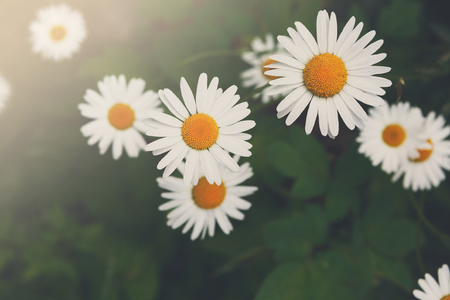 Sommerblumen für sonnige und schattige Balkone: Auswahl, Pflege und Gestaltungstipps