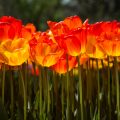 Blütenpracht erhalten: Pflege und Schnitt von Sommerblumen
