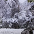 Palmen in Deutschland: Geeignete Arten, Pflanzung, Überwinterung und Erfahrungen