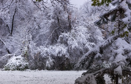 Palmen in Deutschland: Geeignete Arten, Pflanzung, Überwinterung und Erfahrungen