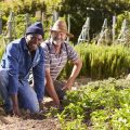 Mulchschichten im Gemüsegarten: Vorteile, Tipps und Erfahrungen