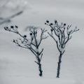 Winterharte Exoten: Robuste außer-europäische Pflanzen für den ganzjährigen Anbau
