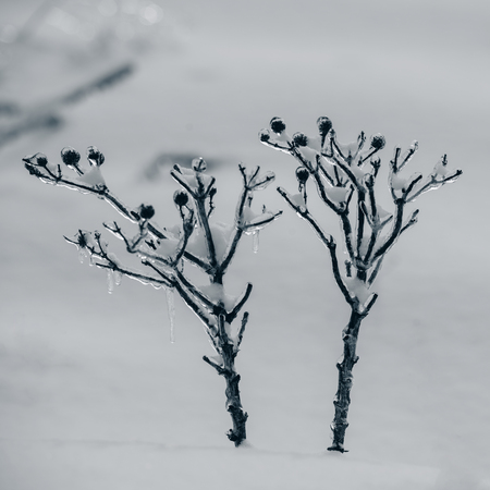 Winterharte Exoten: Robuste außer-europäische Pflanzen für den ganzjährigen Anbau