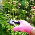 Die Rolle von Gartengesellschaften und Vereinen in Deutschlands urbaner Gemeinschaftskultur