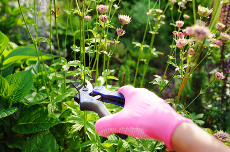 Die Rolle von Gartengesellschaften und Vereinen in Deutschlands urbaner Gemeinschaftskultur