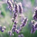 Die besten heimischen Pflanzen für einen nachhaltig insektenfreundlichen Garten