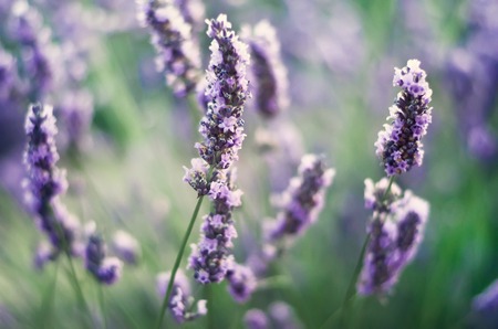 Die besten heimischen Pflanzen für einen nachhaltig insektenfreundlichen Garten