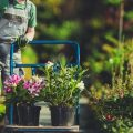 Bewässerungslösungen für vertikale Gärten und Pflanzwände auf dem Balkon