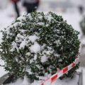 Hochbeete im Winter: Bau, Pflege und Vorbereitung für das Frühjahr