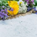 Pflegekalender für Wasserelemente: Monatliche Aufgaben in deutschen Klimazonen