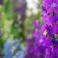 Gestaltung von Wildblumenbeeten: Tipps für mehr Artenvielfalt in deutschen Regionen