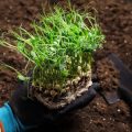 Pflanzenbedarf und Bodenbeschaffenheit: Optimale Wassermengen für verschiedene Gartenbereiche