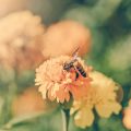 Blühstreifen und Säume entlang von Wegen und Feldern zur Förderung der Insektenvielfalt