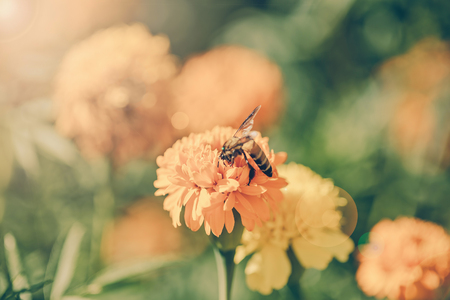 Blühstreifen und Säume entlang von Wegen und Feldern zur Förderung der Insektenvielfalt