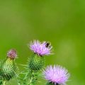 Bienenpatenschaft und Umweltprojekte – Gemeinsam aktiv für den Artenschutz im Garten
