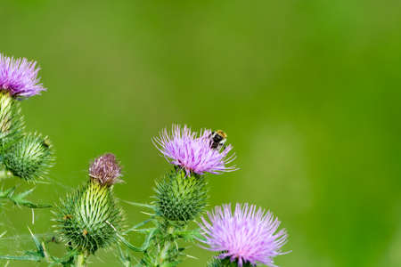 Bienenpatenschaft und Umweltprojekte – Gemeinsam aktiv für den Artenschutz im Garten