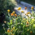 Essbare Wildpflanzen anbauen und nutzen: Tipps für Genießer und Naturliebhaber