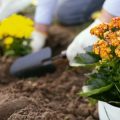 Bürgerengagement für Wildpflanzen und Biodiversität: Initiativen und Mitmachmöglichkeiten