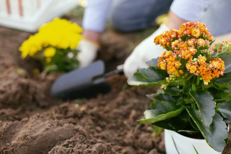 Bürgerengagement für Wildpflanzen und Biodiversität: Initiativen und Mitmachmöglichkeiten