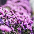 Herbstliche Blütenpracht: Balkonblumen, die bis in den November Farbe bringen