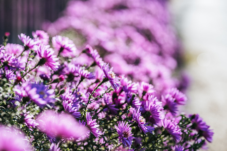 Herbstliche Blütenpracht: Balkonblumen, die bis in den November Farbe bringen