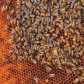 Bienen, Wildbienen, Schmetterlinge & Co.: Die wichtigsten Bestäuber auf deutschen Blühflächen