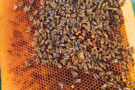 Bienen, Wildbienen, Schmetterlinge & Co.: Die wichtigsten Bestäuber auf deutschen Blühflächen