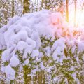Typische Fehler beim Winterschutz vermeiden: Expertenrat für Gartenliebhaber