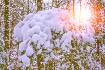 Typische Fehler beim Winterschutz vermeiden: Expertenrat für Gartenliebhaber