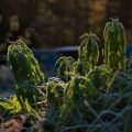 Dauerhafte Schäden durch falschen Winterschutz: Wie retten Sie Ihre Pflanzen im Frühjahr?