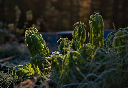 Dauerhafte Schäden durch falschen Winterschutz: Wie retten Sie Ihre Pflanzen im Frühjahr?