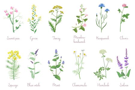 Florfliegen und ihre natürliche Wirkung