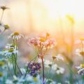 Naturnahe Gartengestaltung: Wildblumenwiesen und saisonale Hecken